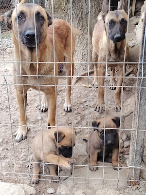 Vând căței ciobănesc belgian malinois  - imagine 2