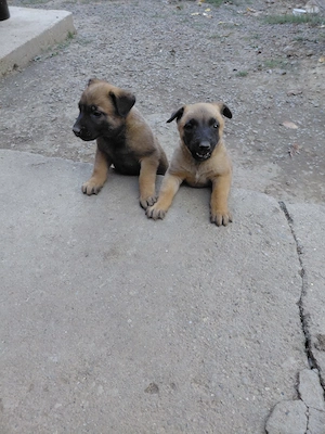 Vând căței ciobănesc belgian malinois 