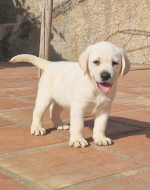 Labrador golden  - imagine 2