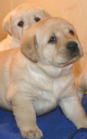 Labrador golden  - imagine 3