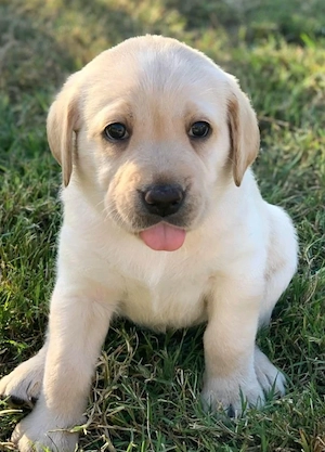 Labrador golden  - imagine 4