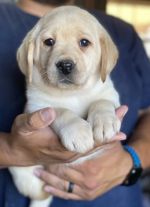 Labrador golden 