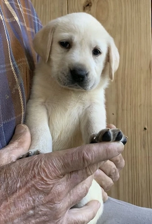 Labrador Golden
