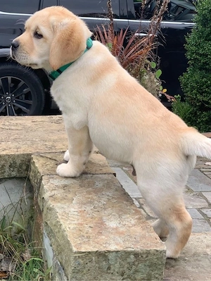 Labrador Golden - imagine 3