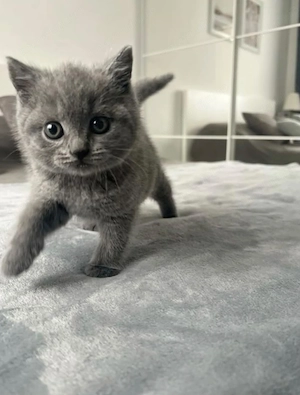 British shorthair baietel 