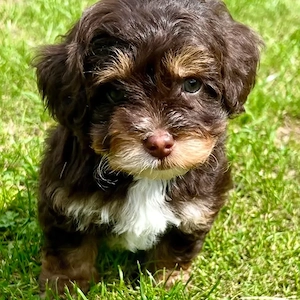 Bichon havanez talie mica 