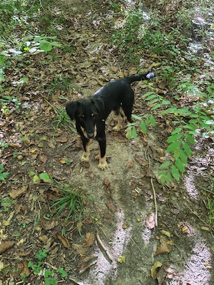 Caine de vânătoare Jagdterrier mascul 