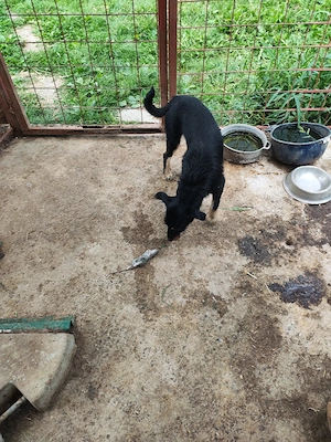 Jagdterrier mascul 