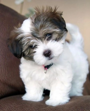 Bichon havanez talie mica 