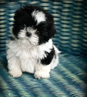 Bichon havanez talie mica 