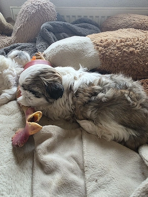 shihtzu rasa pura - imagine 3