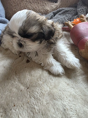 shihtzu rasa pura