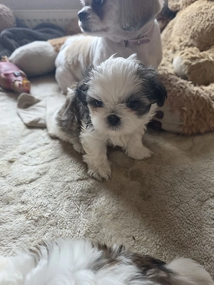 shihtzu rasa pura