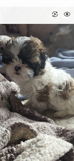 shihtzu rasa pura - imagine 5