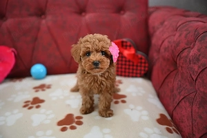 Caniche Poodle RED RASA PURA- din părinți Expo! - imagine 3