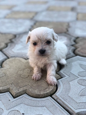 Pui Bichon Maltez