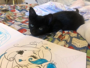 Pisicut spre adoptie Crevedia Buftea, langa Bucuresti, il putem aduce si acasa - imagine 2