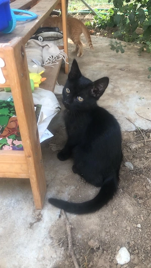 Pisicut spre adoptie Crevedia Buftea, langa Bucuresti, il putem aduce si acasa - imagine 4