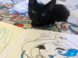 Pisicut spre adoptie Crevedia Buftea, langa Bucuresti, il putem aduce si acasa - imagine 3
