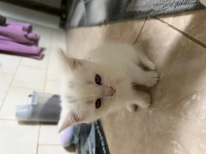 British shorthair