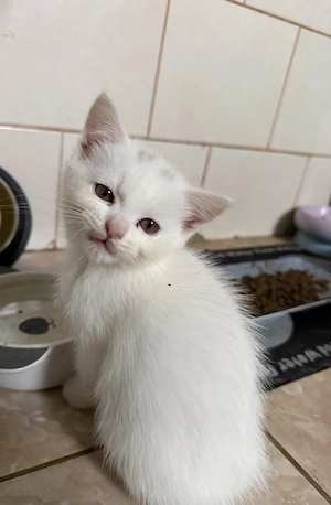 British shorthair