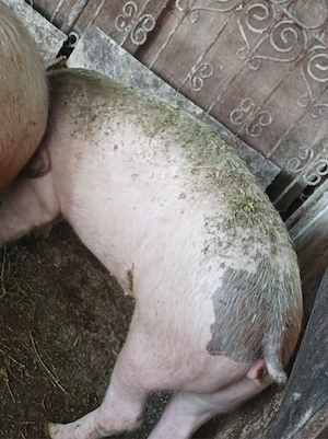 Porci 100-150 kg - imagine 3