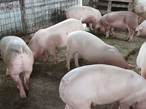 Porci de vanzare 80-90 kg - imagine 2
