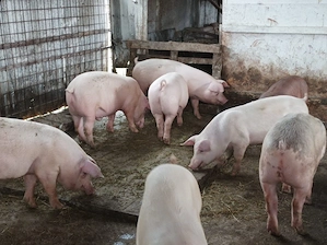Porci de vanzare 80-90 kg - imagine 3