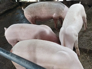 Porci de vanzare 80-90 kg - imagine 4