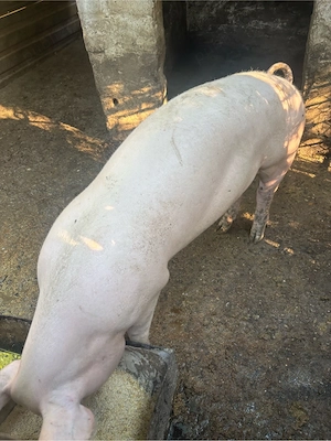 porci de vanzare 