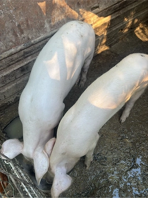 porci de vanzare  - imagine 2