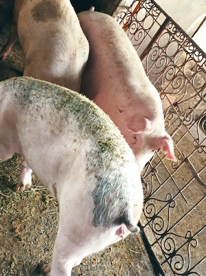 Porci 100-150 kg - imagine 4