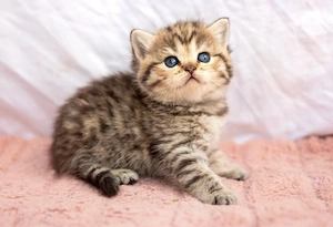 British Shorthair 