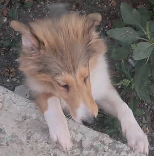 Vand pui Collie Rough femela - imagine 5