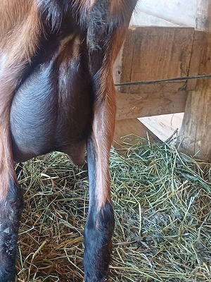 Disponibile 2 capre alpin francez ! - imagine 2