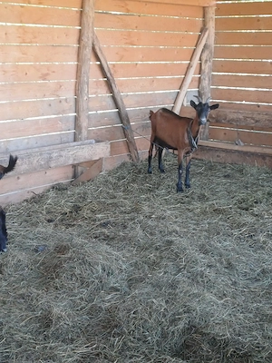 Disponibilă o capră alpin francez ! - imagine 4
