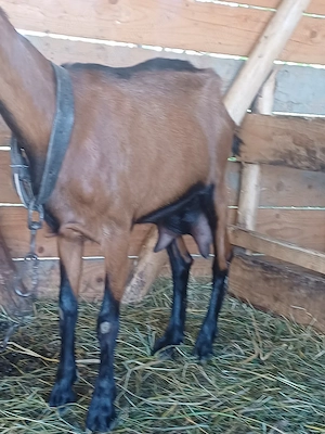 Disponibile 2 capre alpin francez ! - imagine 3
