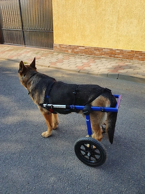 Vand carucior pentru caini cu dizabilitati. - imagine 2