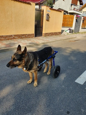 Vand carucior pentru caini cu dizabilitati. - imagine 3