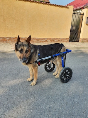 Vand carucior pentru caini cu dizabilitati. - imagine 4