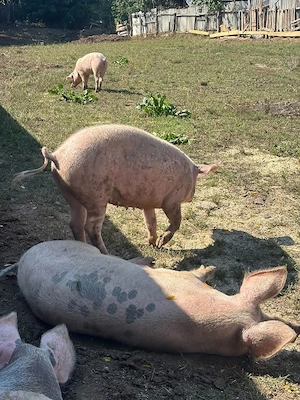 vind porci  - imagine 4