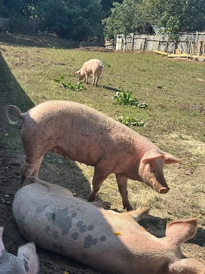 vind porci  - imagine 5