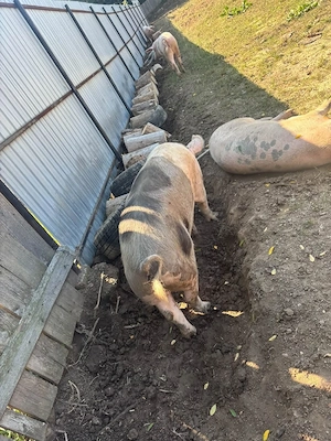 vind porci 