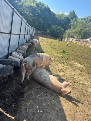 vind porci  - imagine 2