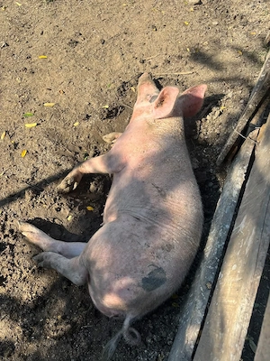 vind porci  - imagine 3