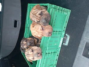 Shar-pei căței au 13 săptămâni  - imagine 3