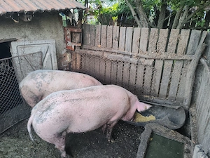 Vând porci de carne și pentru proțap precum și purcei - imagine 2