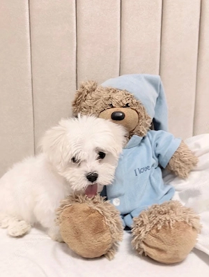 Baietel bichon maltesse alb pufos  - imagine 3