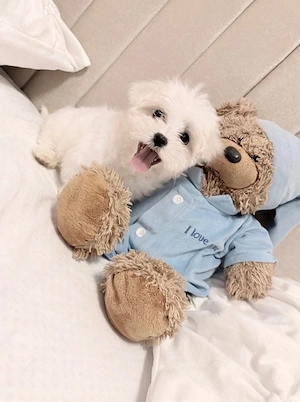 bichon maltez alb 2 luni 