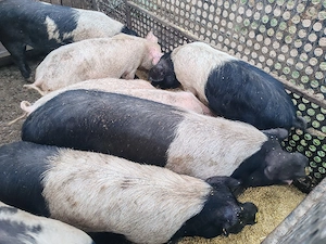Vând porci de carne și pentru proțap precum și purcei